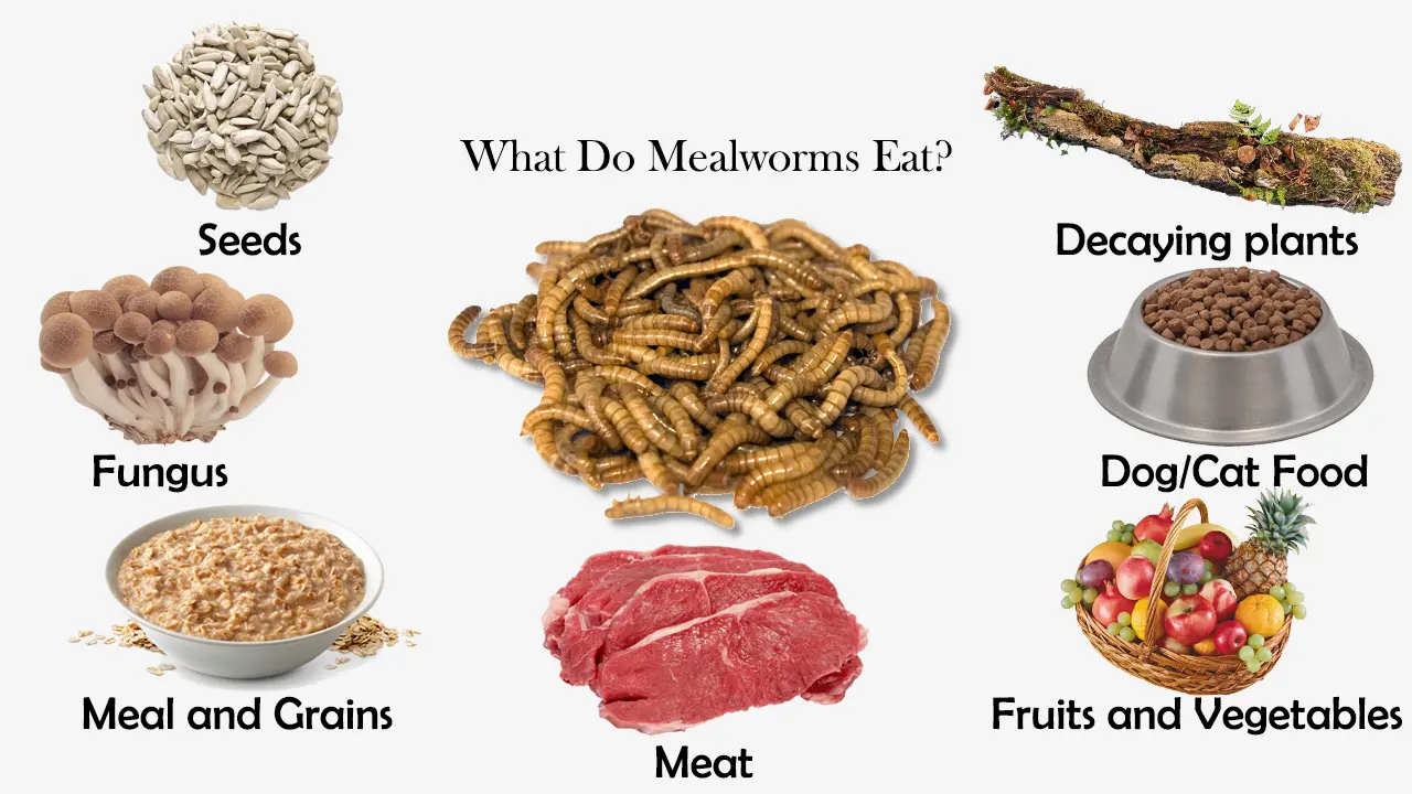 What Do Mealworms Eat?