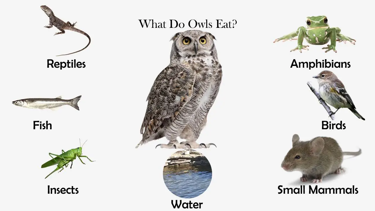 What Do Owls Eat? - Feeding Nature