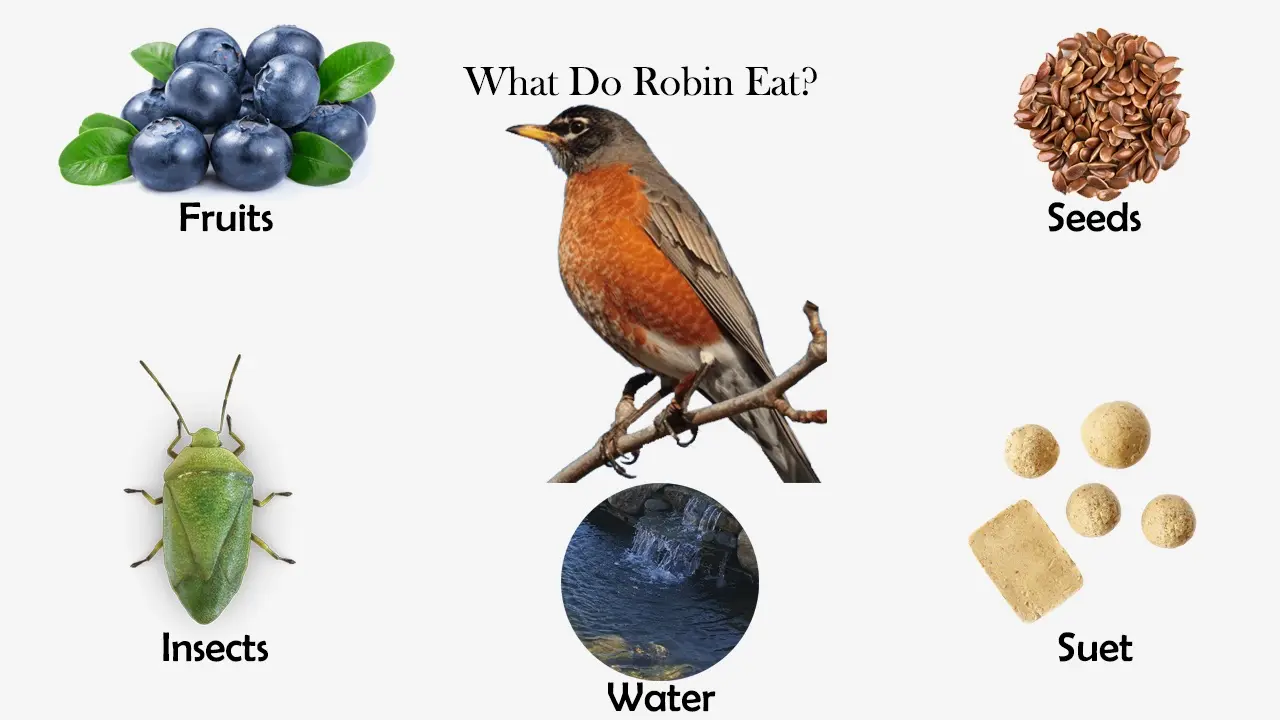 when do robins feed