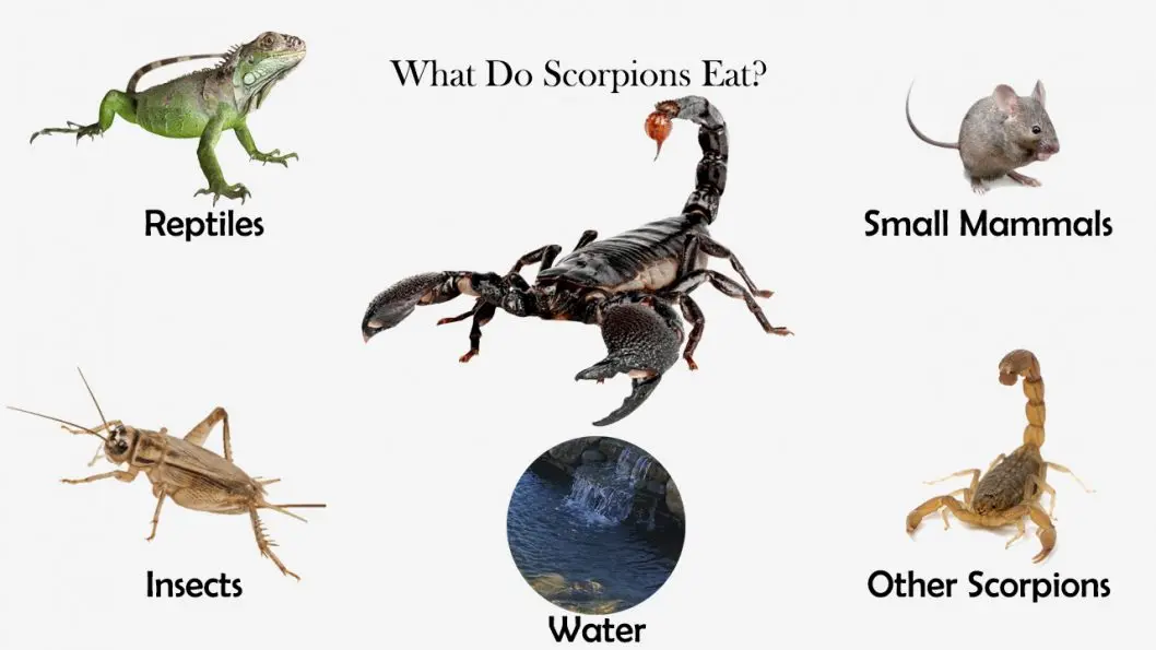 What Do Scorpions Eat Feeding Nature