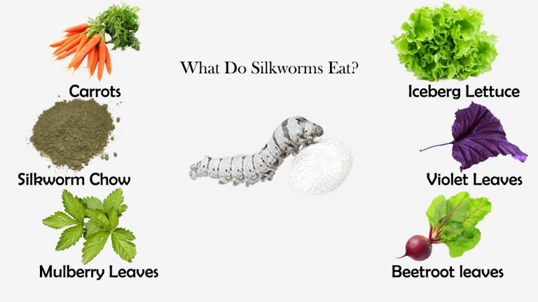 What Do Silkworms Eat?