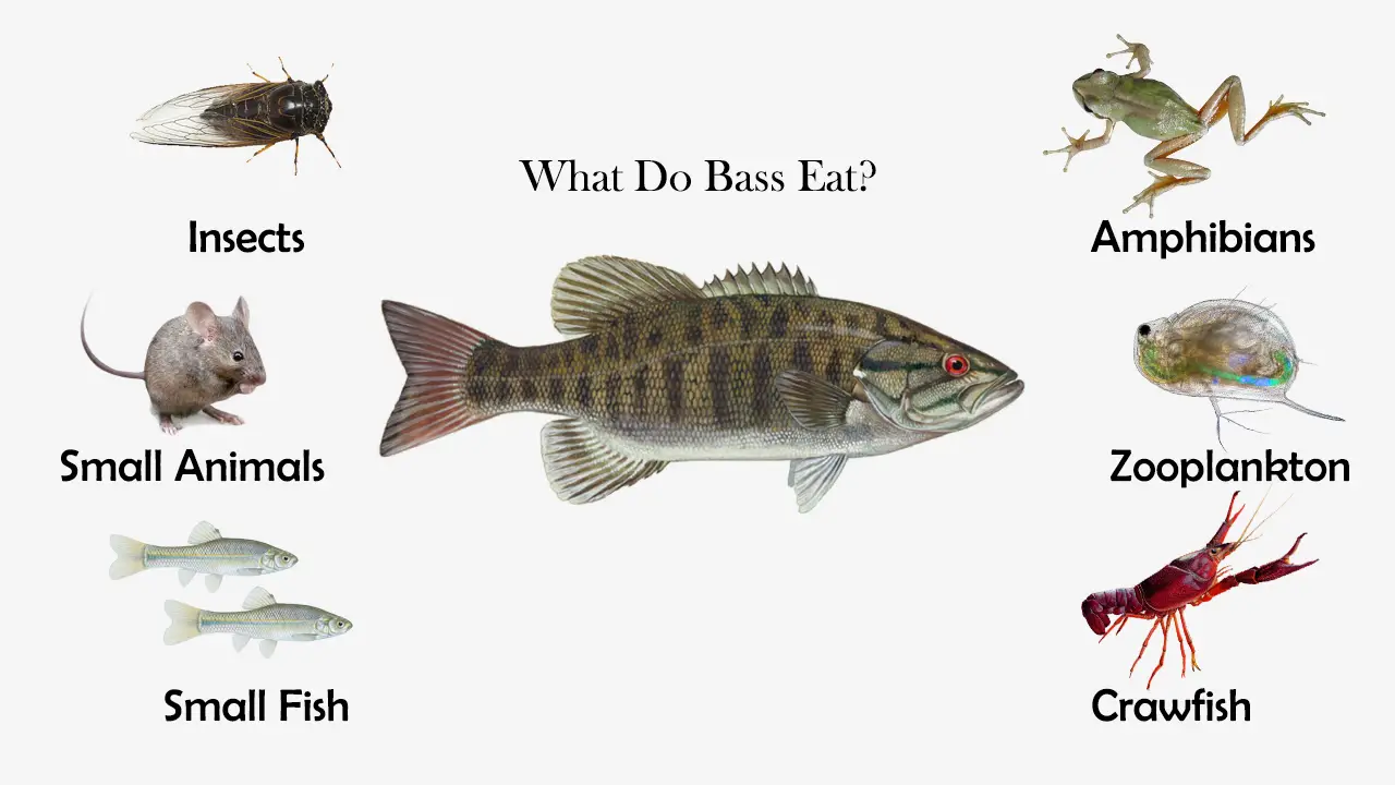 What do Bass Eat?