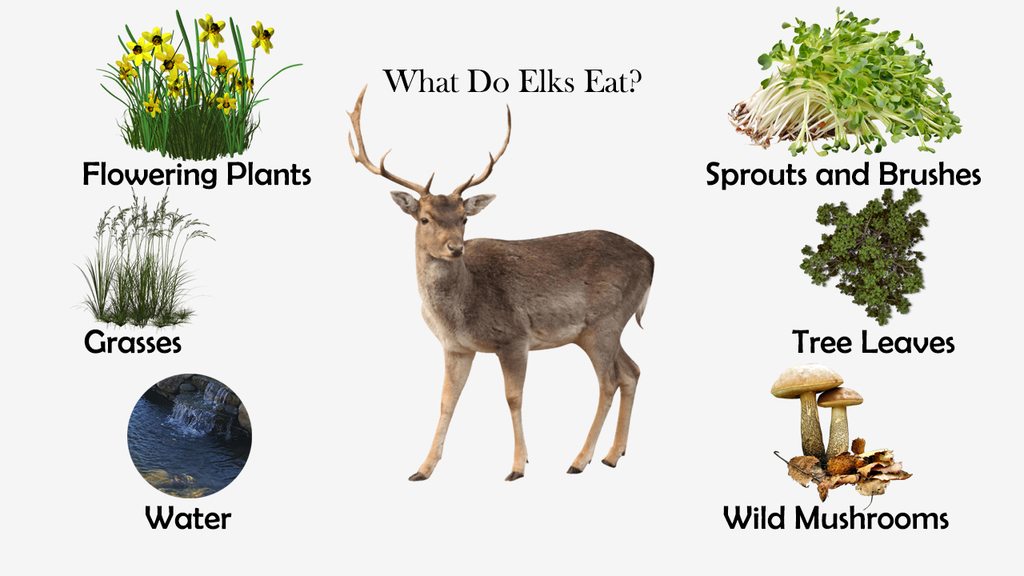 taste of elk vs deer