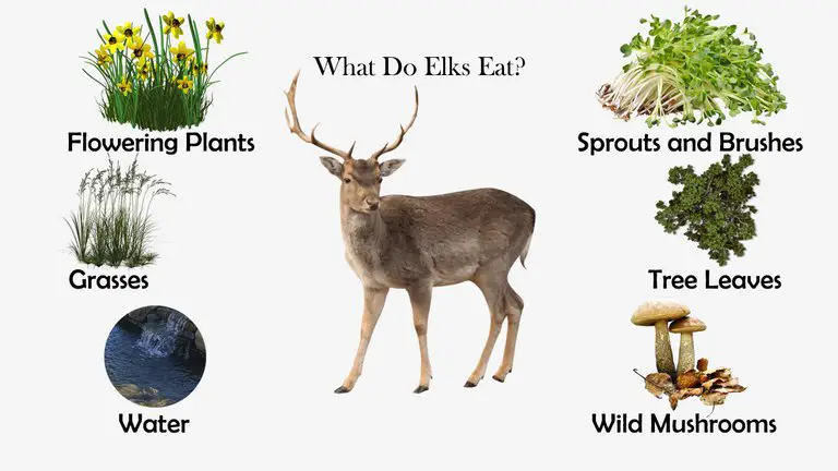 What Do Elks Eat?