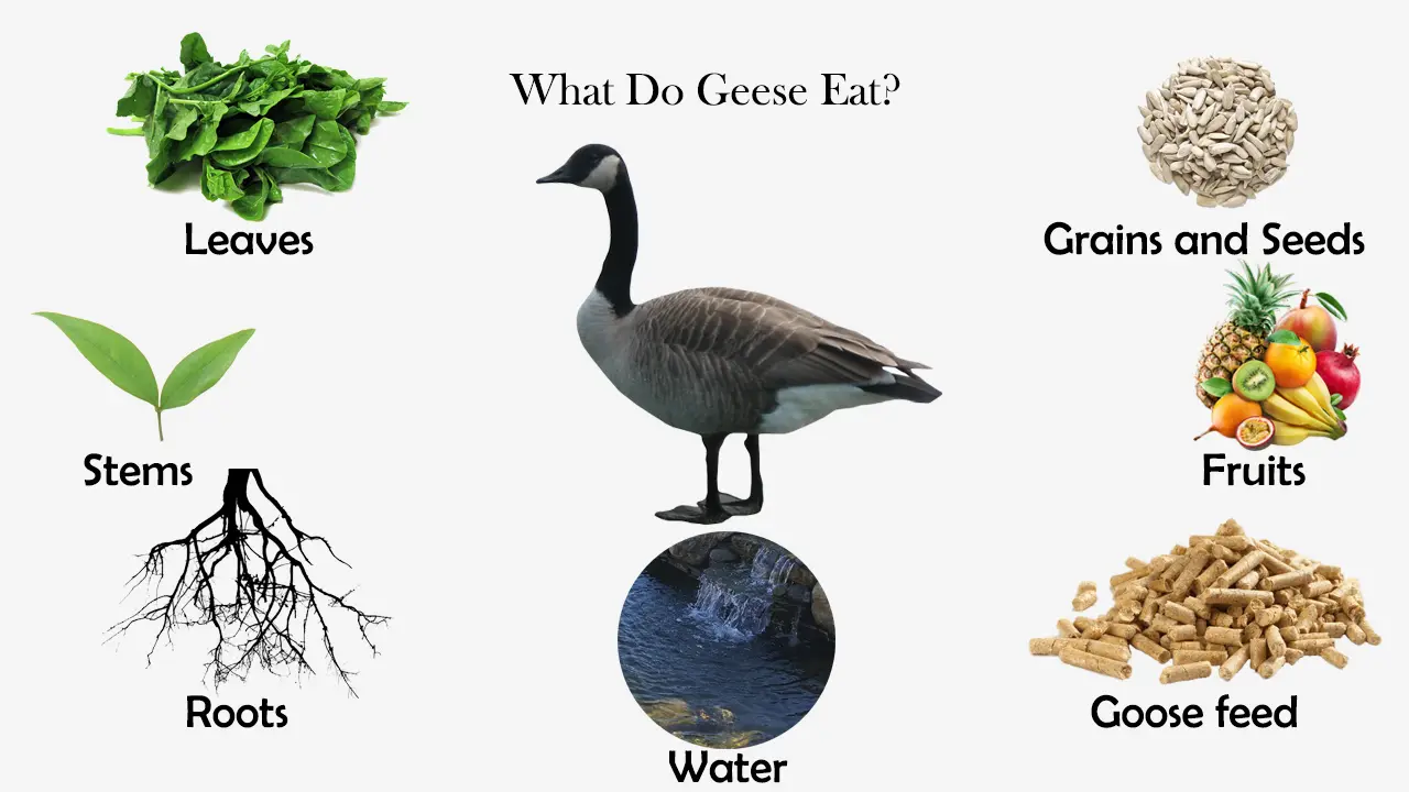 What Do Geese Eat?