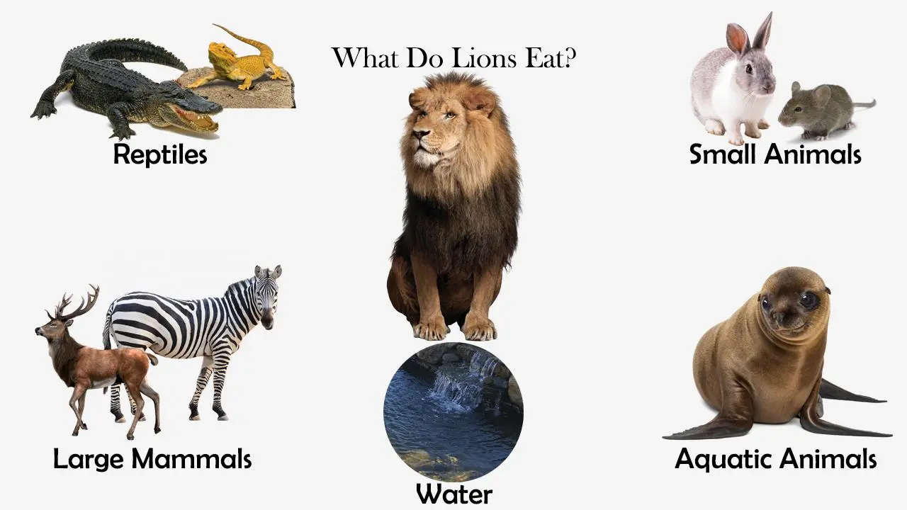 What Do Lions Eat? - Feeding Nature