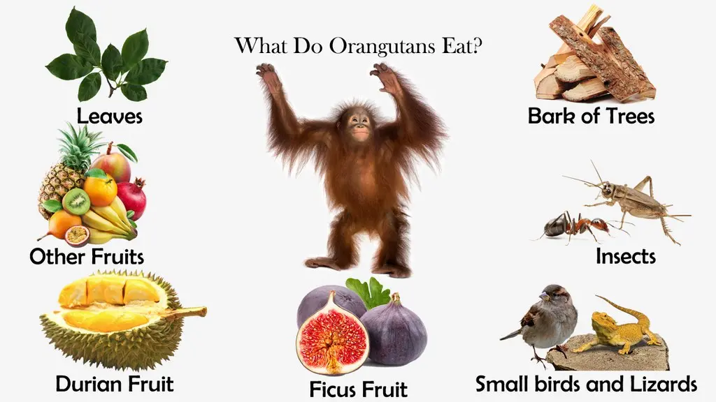 What Do Orangutans Eat? | Feeding Nature