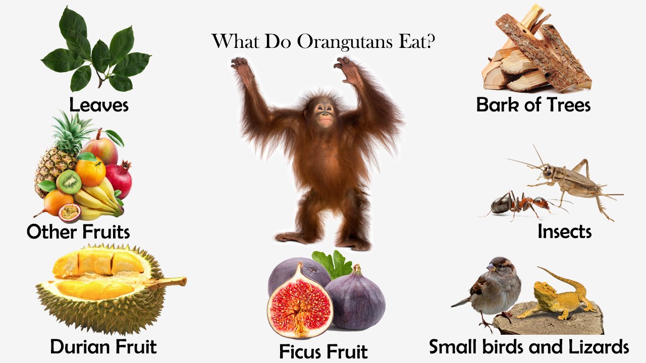 What Do Orangutans Eat?