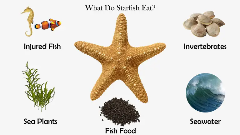 What Do Starfish Eat?