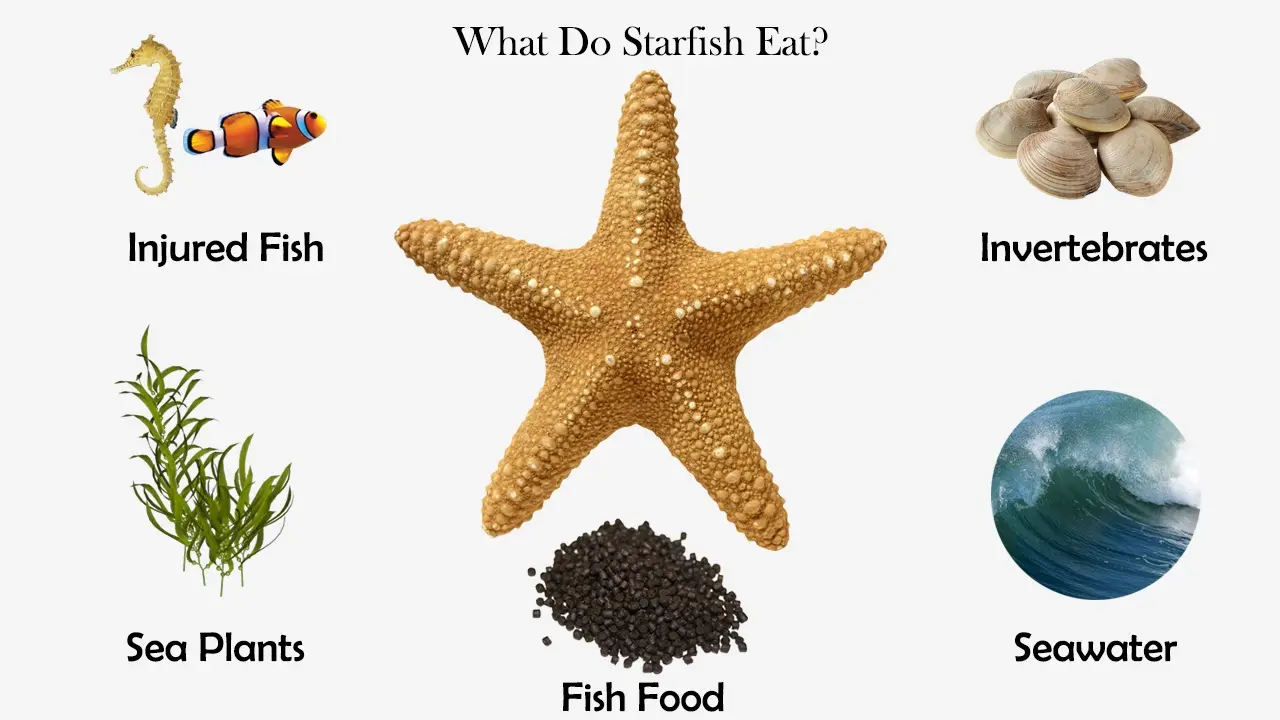 What Do Starfish Eat? - Feeding Nature
