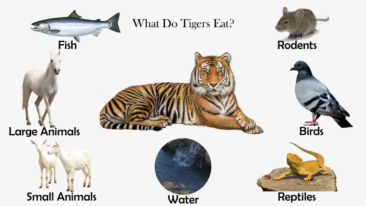 What Do Tigers Eat? - Feeding Nature