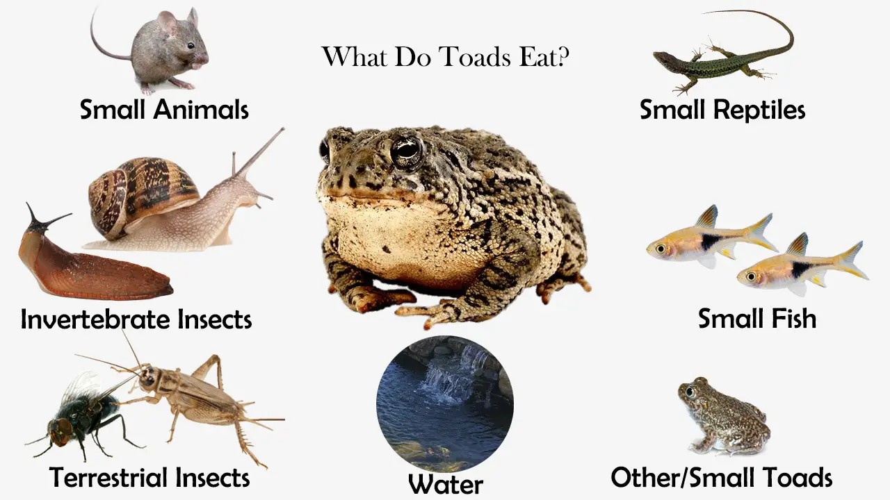 What Do Toads Eat?