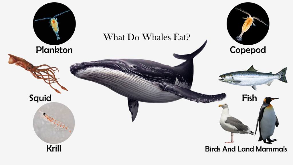 What Do Whales Eat? - Feeding Nature