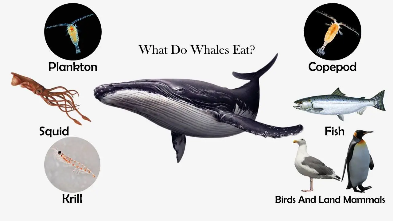 Blue Whales Diet