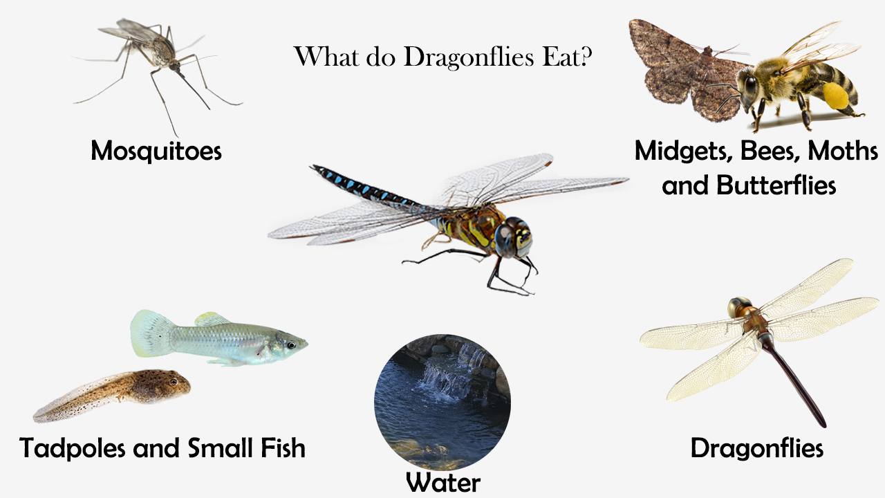 What do Dragonflies Eat?