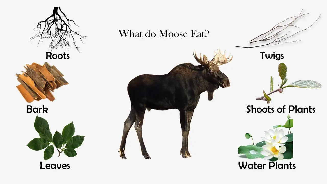 What does moose eat?