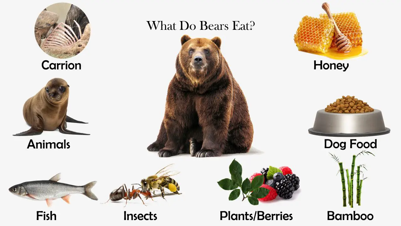 What Do Bears Eat? - Feeding Nature