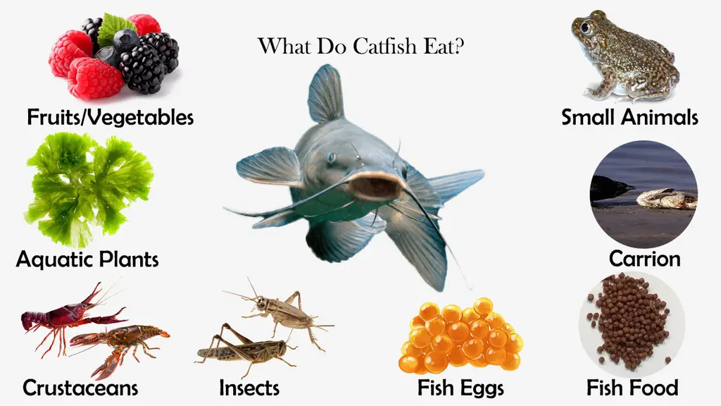 what-do-catfish-eat-feeding-nature