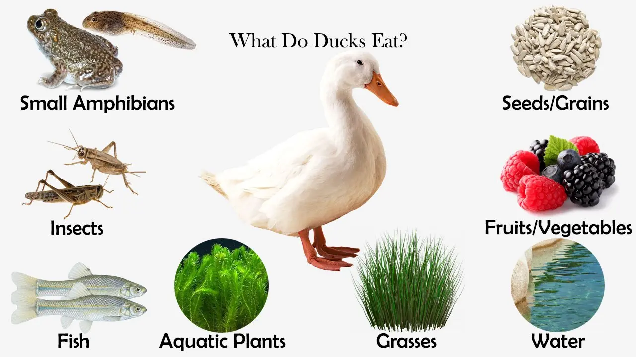 What Do Domestic Ducks Eat 