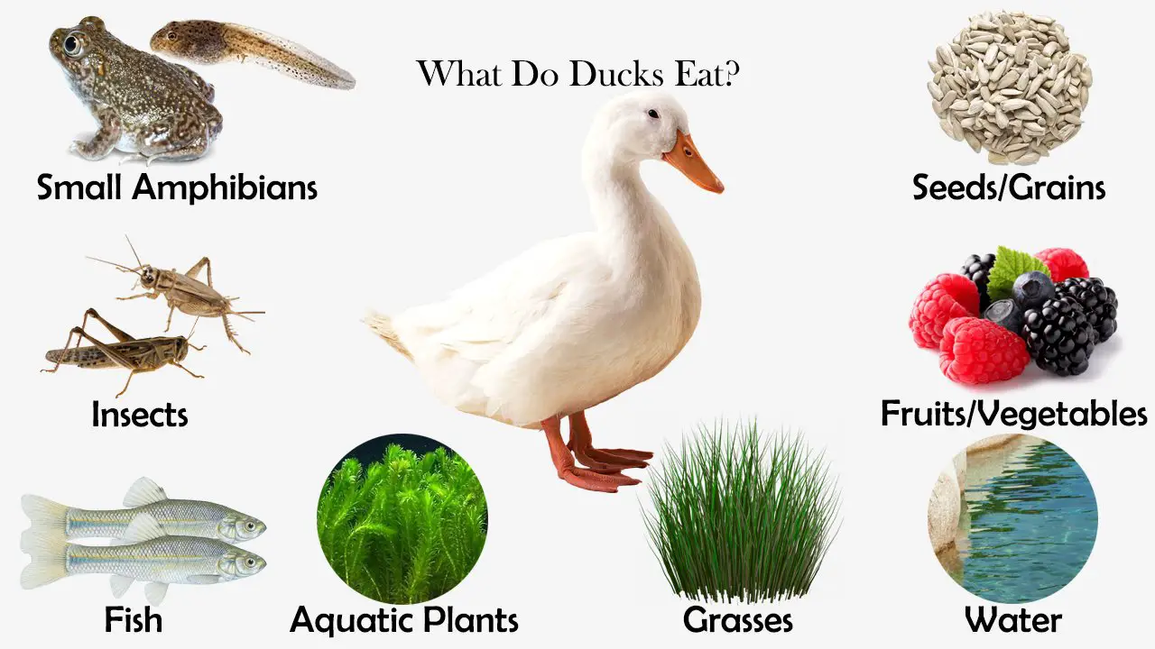 ducks to eat