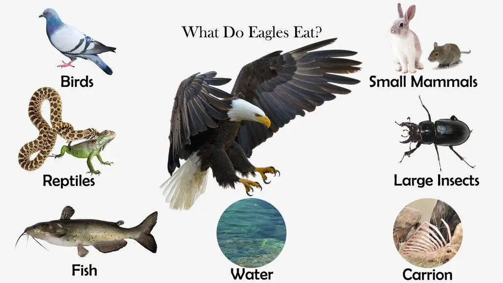 What Do Eagles Eat? | Feeding Nature