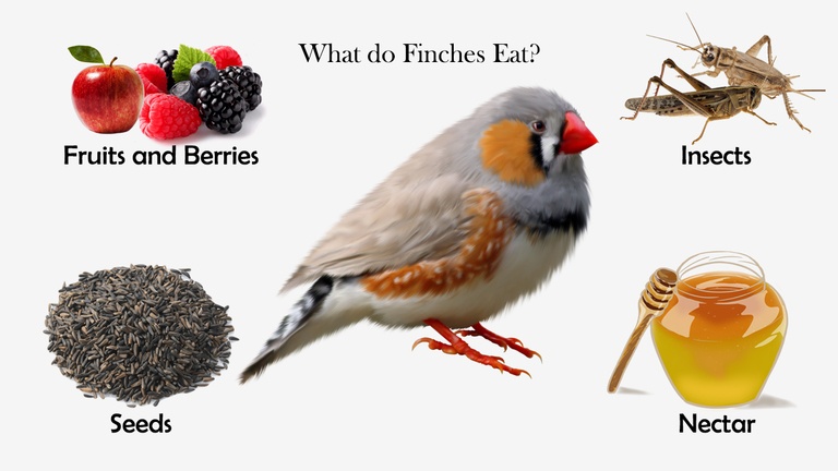What do Finches Eat?