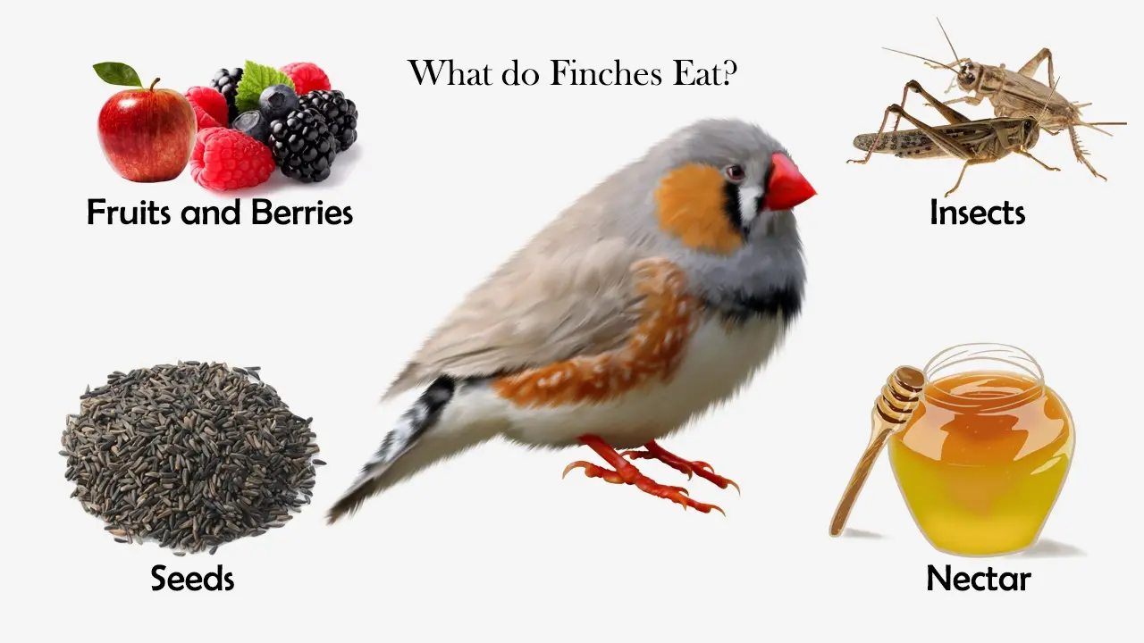 What do Finches Eat? Feeding Nature