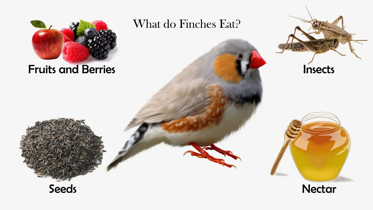 What do you give to finches to feed baby