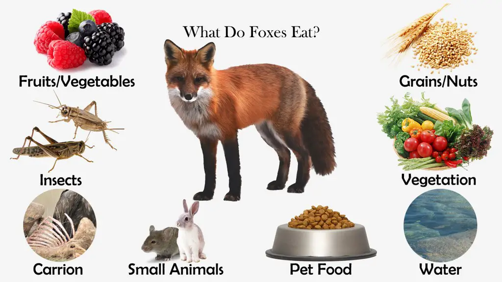 What To Feed A Fox With Mange at Jill Reichert blog