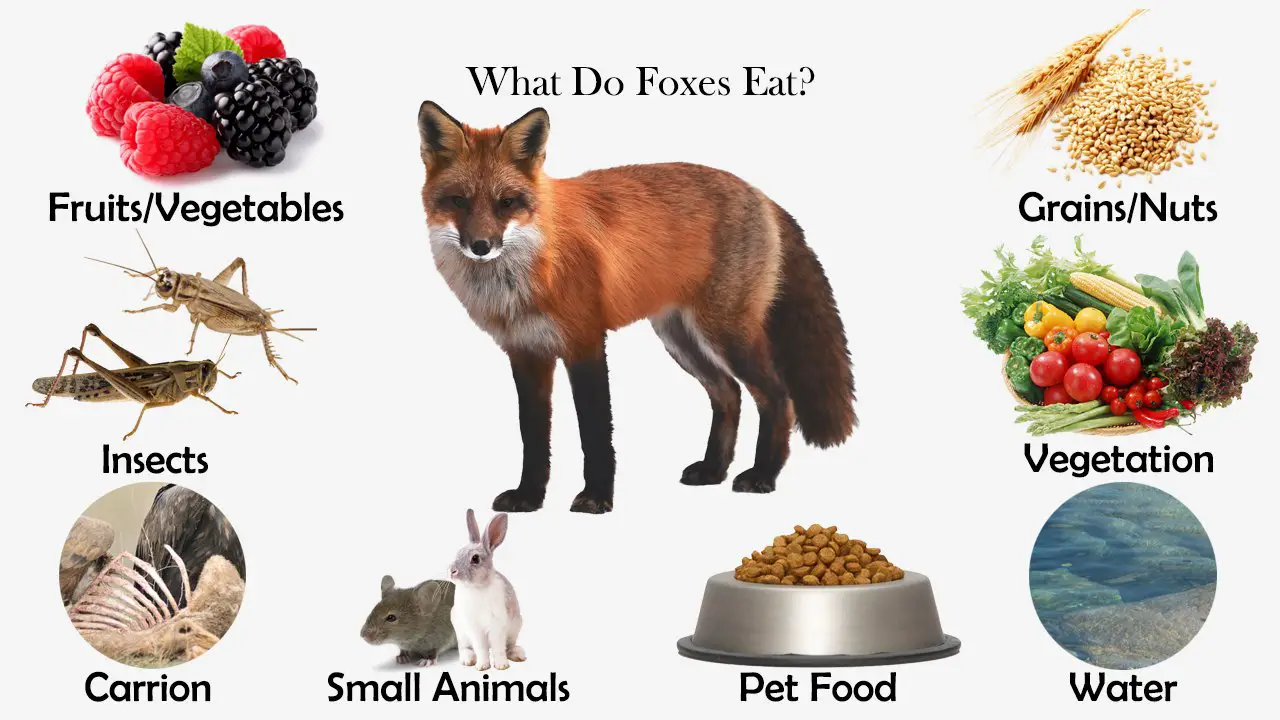 What Do Foxes Eat? - Feeding Nature