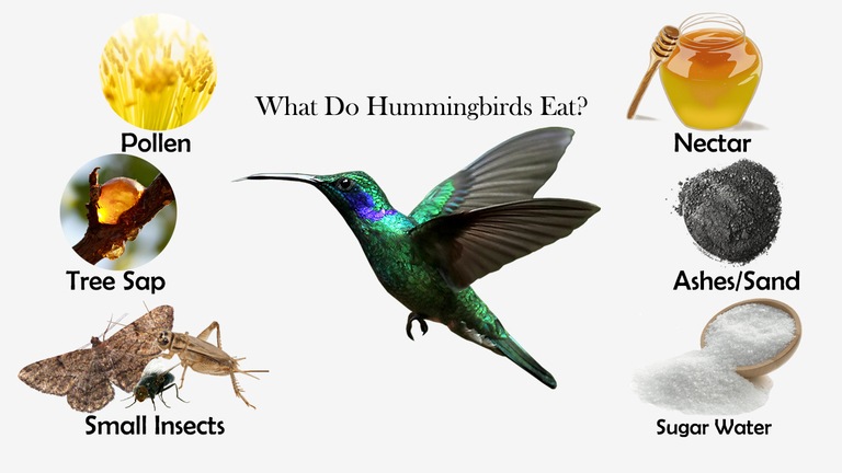 What Do Hummingbirds Eat?