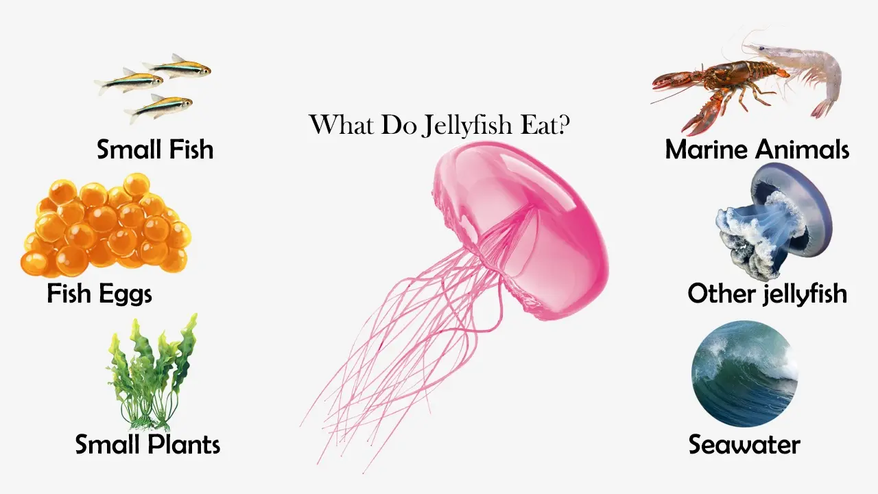 Jellyfish Eating Fish