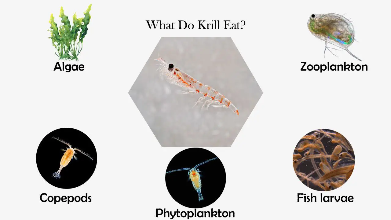 What Do Krill Eat? - Feeding Nature