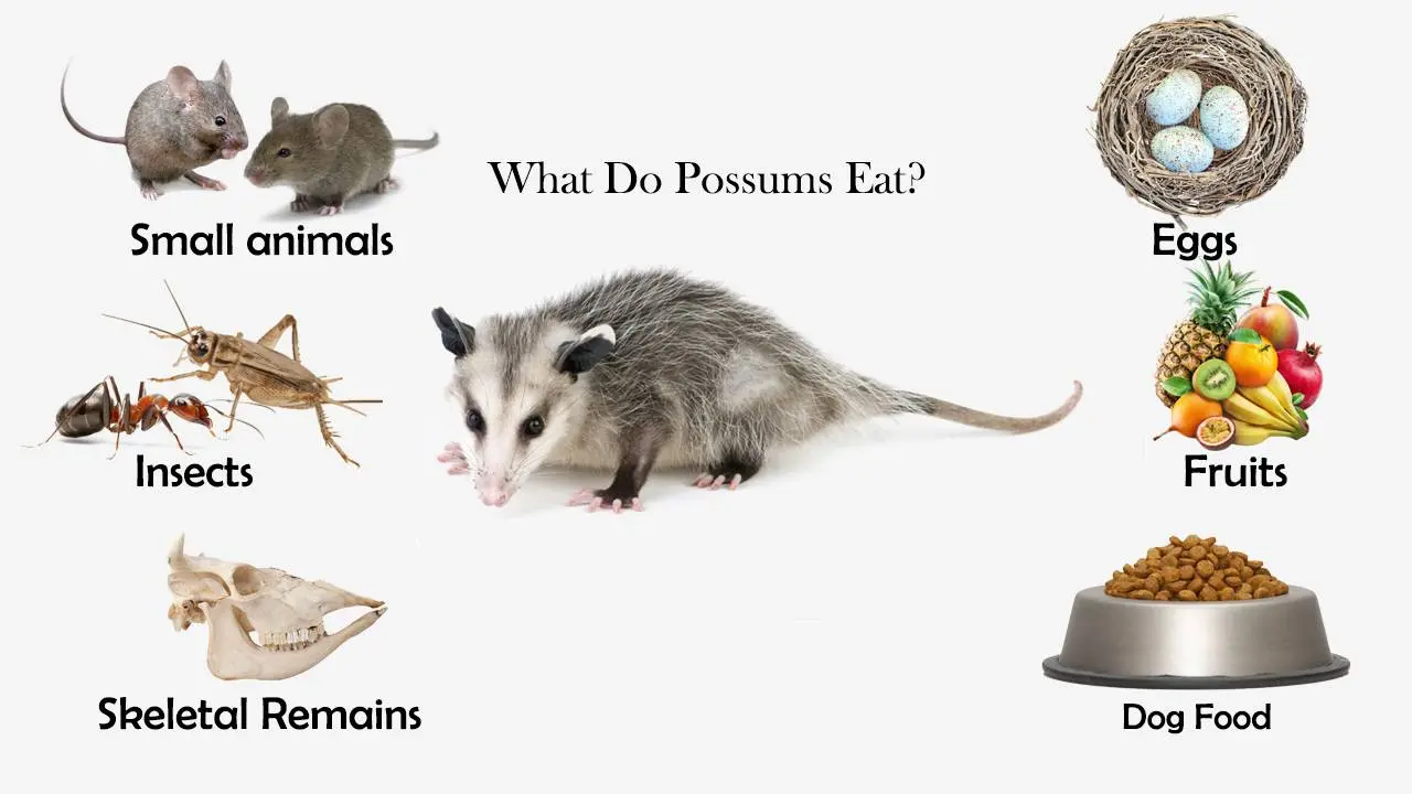 What Do Possums Eat? - Feeding Nature