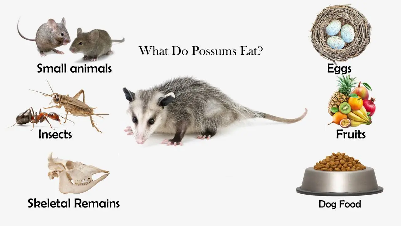 What Do Possums Eat? | Feeding Nature