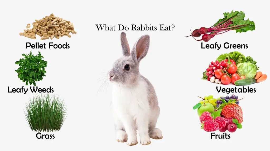 What Vegetables Do Wild Rabbits Like - Best Vegetable In The World