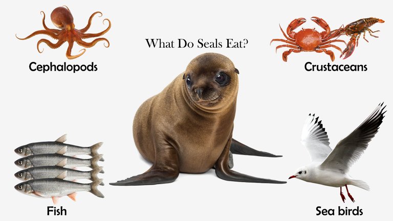 What Do Seals Eat?
