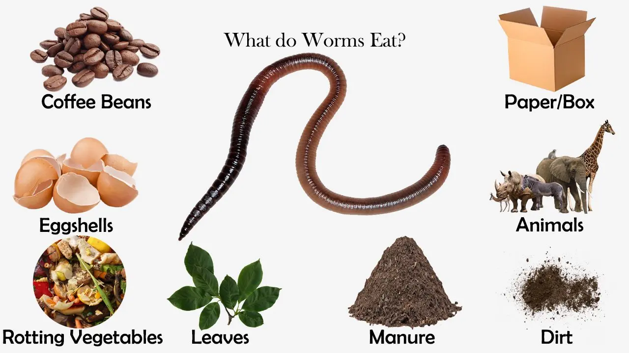 What do Worms Eat?
