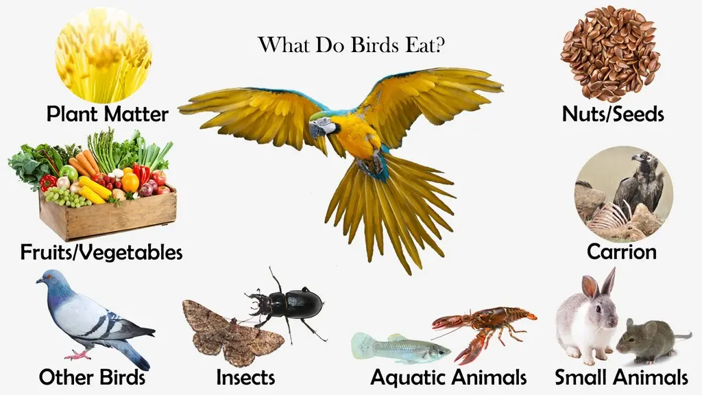 What Do Birds Eat Feeding Nature