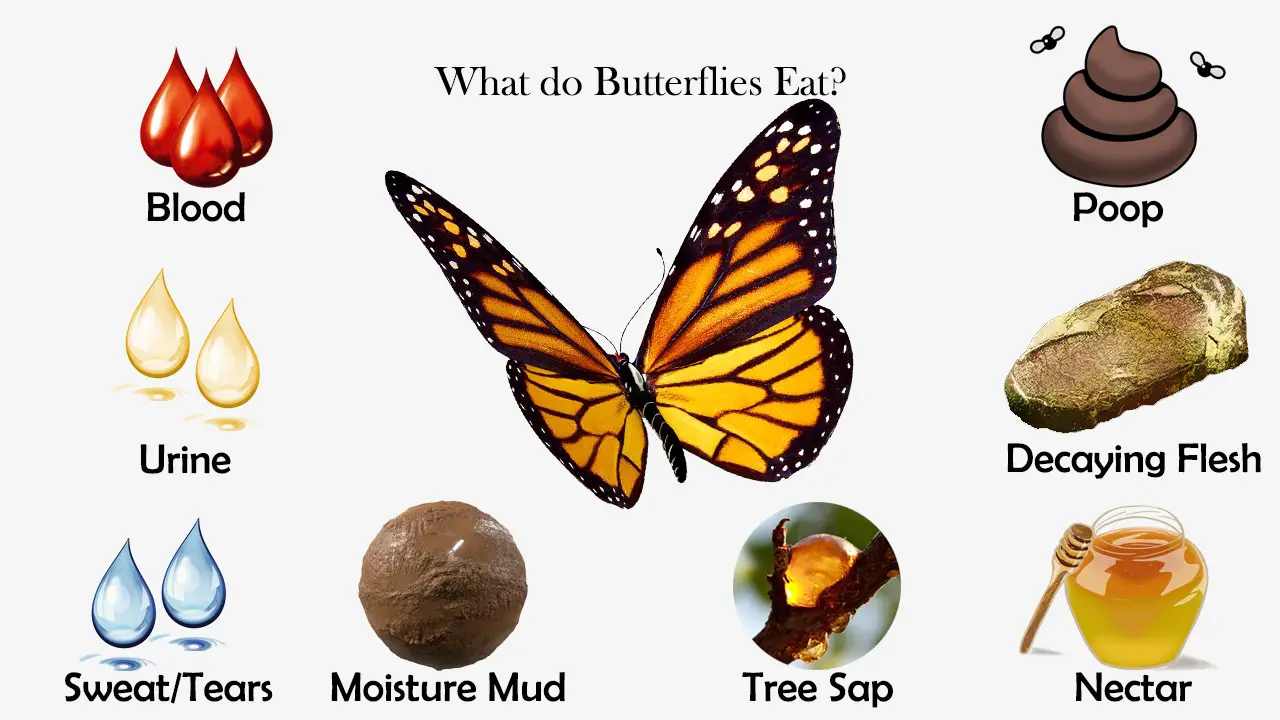 What Do Butterflies Eat Feeding Nature