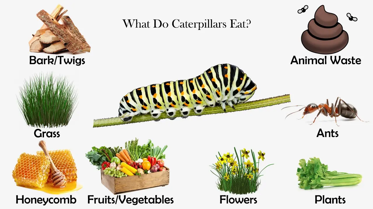 What Do Caterpillars Eat? - Feeding Nature