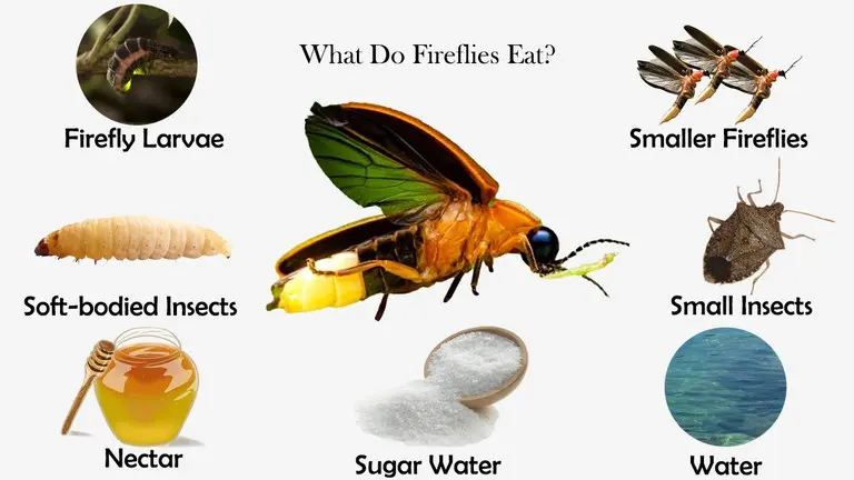 What Do Fireflies Eat?
