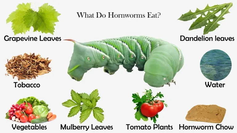 What Do Hornworms Eat?