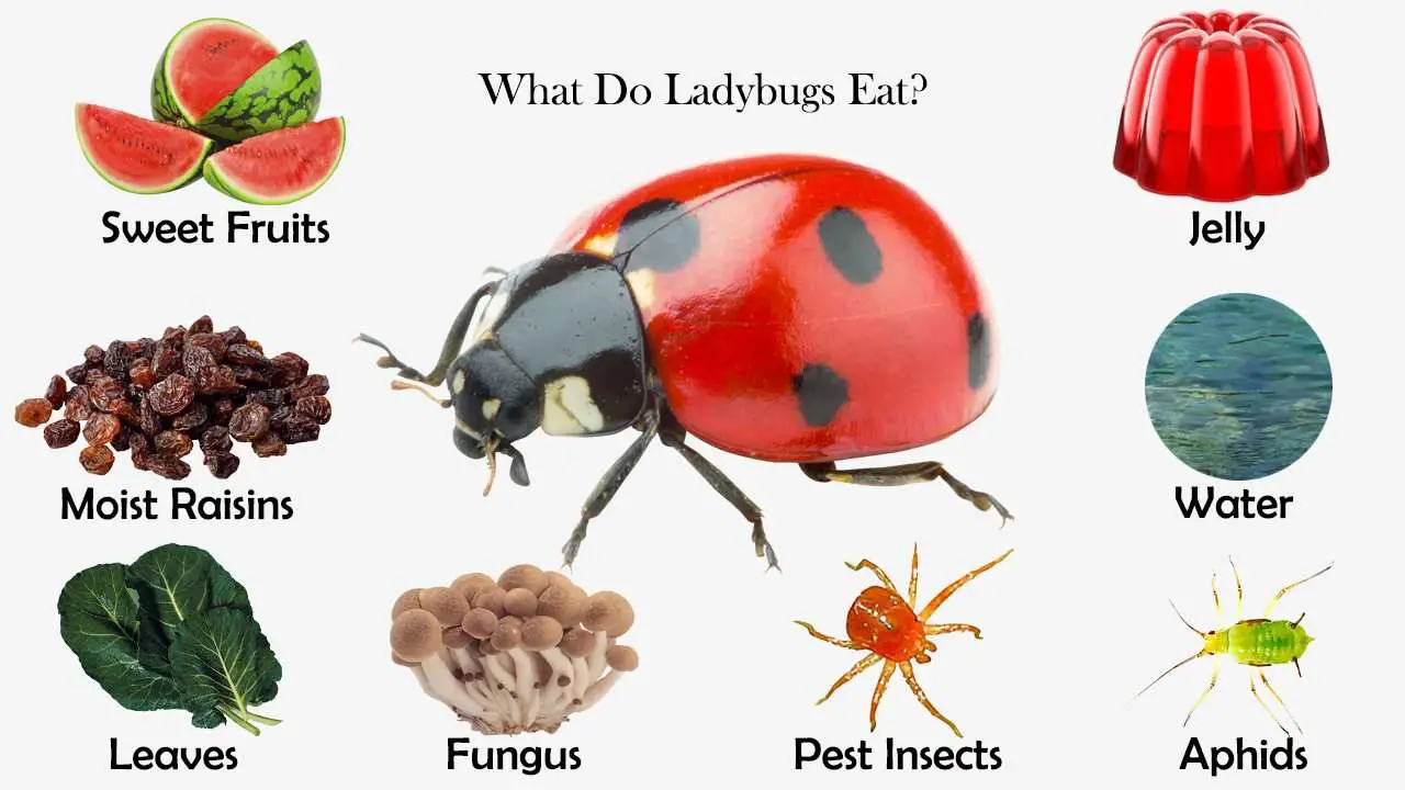 what do ladybugs eat fruit