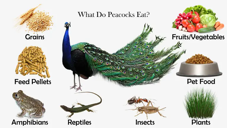 What Do Peacocks Eat?