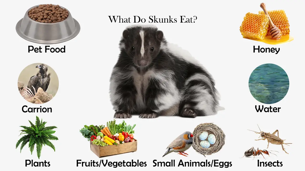 do skunks eat bird seed