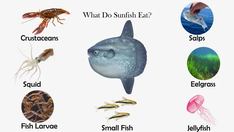 What Do Sunfish Eat?