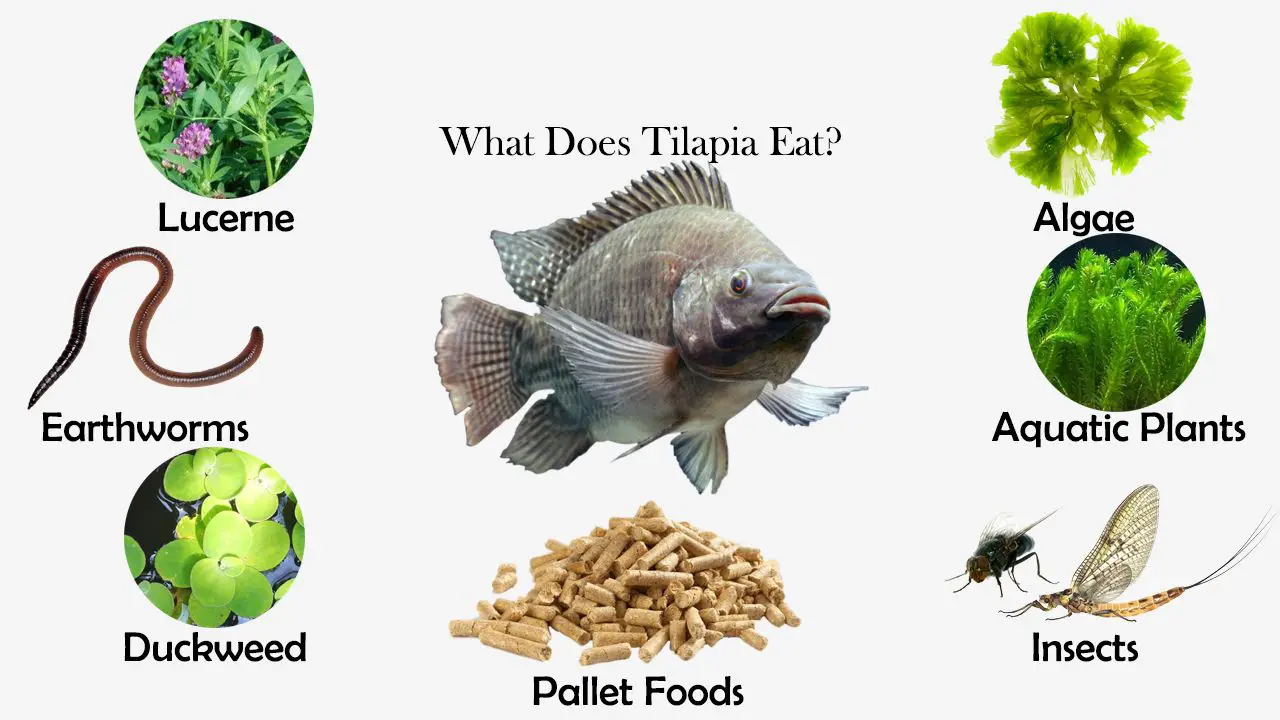 What Does Tilapia Eat?