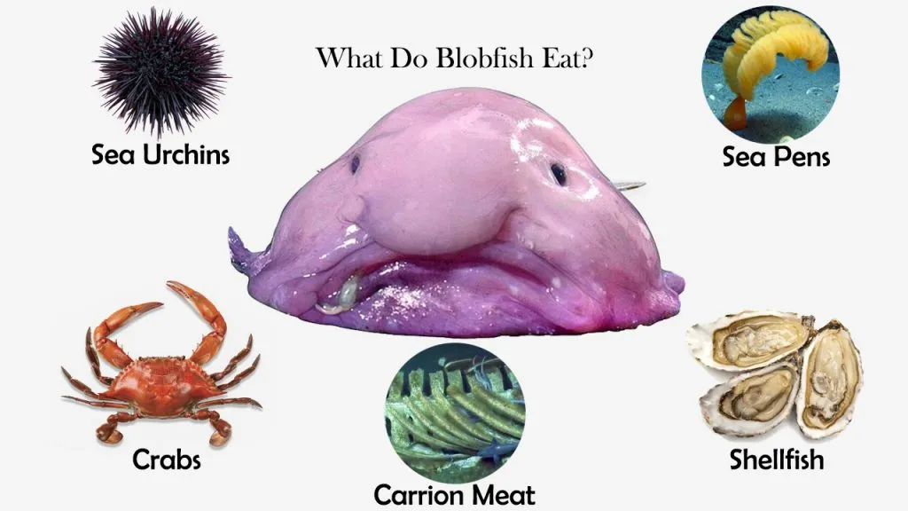 what do blob fish eat