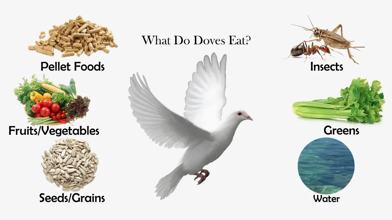 what-do-doves-eat-feeding-nature